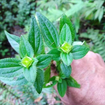 风柜斗草干货风柜斗草干货