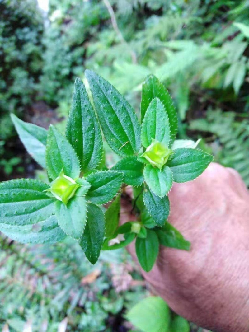 风柜斗草干货风柜斗草干货