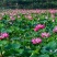 荷花苗莲藕种苗藕苗池塘观赏荷花莲藕苗食用藕苗水培植物深水