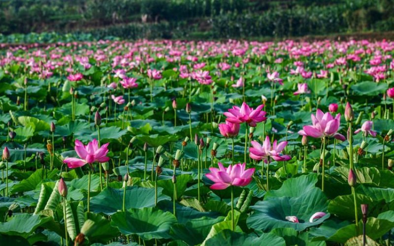 荷花苗莲藕种苗藕苗池塘观赏荷花莲藕苗食用藕苗水培植物深水