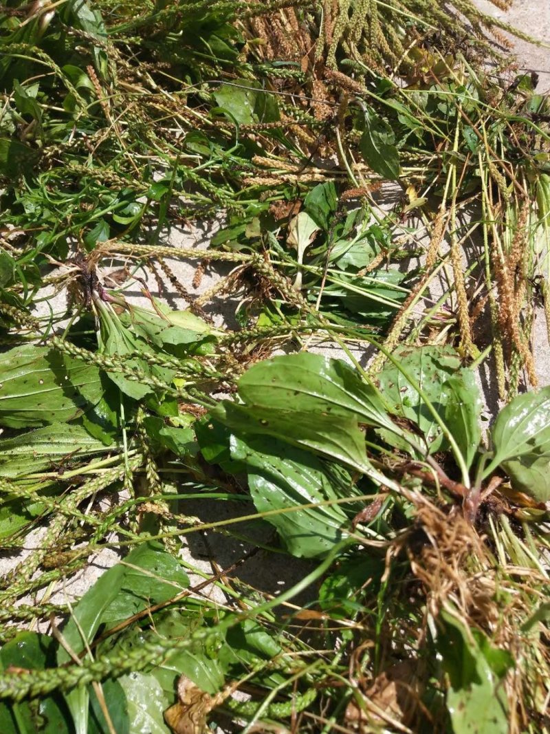 野生车前草大别山野生中草药不是野生不要钱