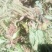 野生车前草大别山野生中草药不是野生不要钱