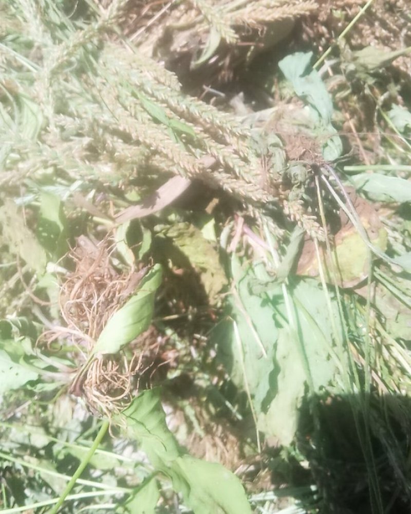 野生车前草大别山野生中草药不是野生不要钱