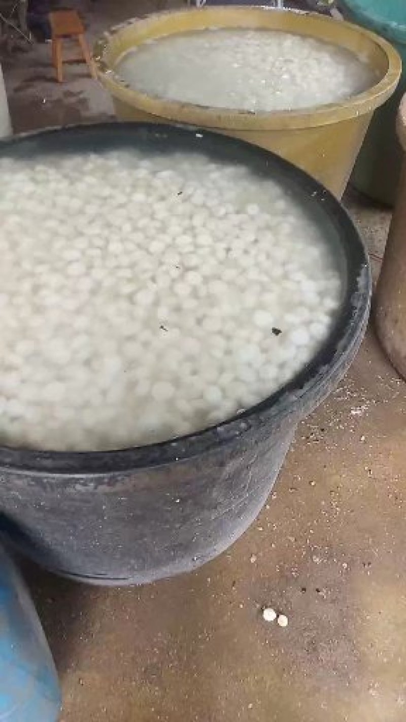【桂林特产】22年新鲜清甜脆口马蹄果地下雪梨之称的荸荠