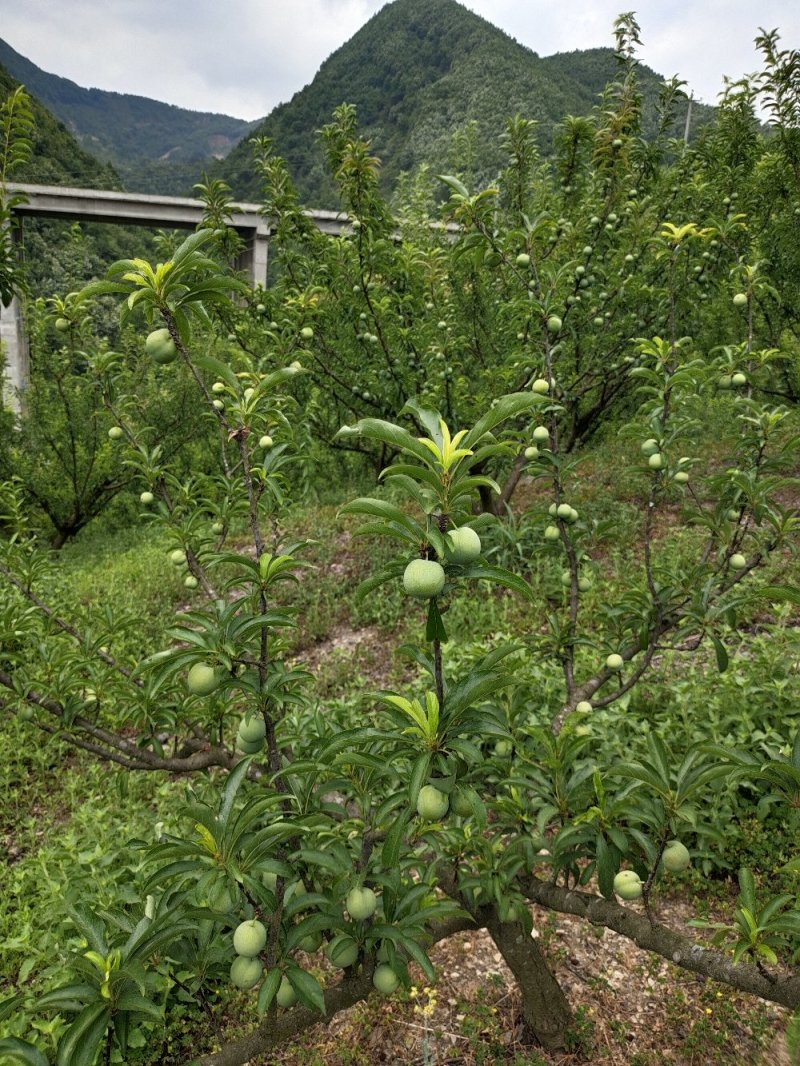 贵州六马四月李冰脆李青脆李长期合作代办蜂糖李