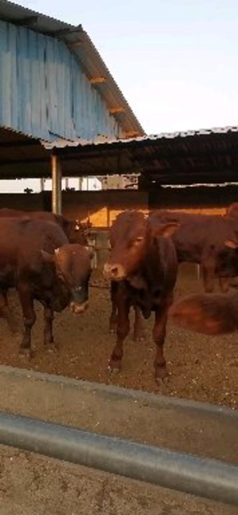 牛犊价格，利木赞牛犊大量出售提供养殖技术，签订回收合同
