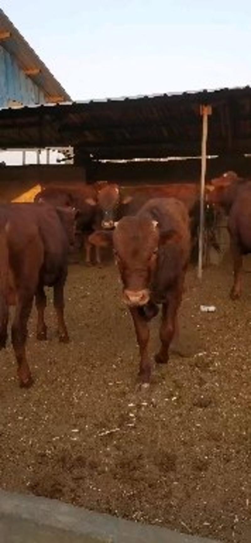 牛犊价格，利木赞牛犊大量出售提供养殖技术，签订回收合同