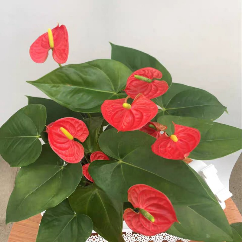 精选白掌粉掌红掌盆栽带花发货火鹤苗一帆风顺室内景观植物
