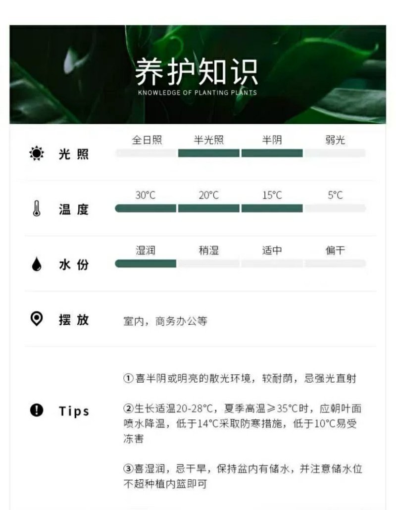 精选白掌粉掌红掌盆栽带花发货火鹤苗一帆风顺室内景观植物