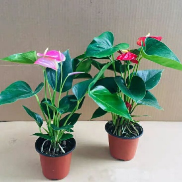 精选白掌粉掌红掌盆栽带花发货火鹤苗一帆风顺室内景观植物