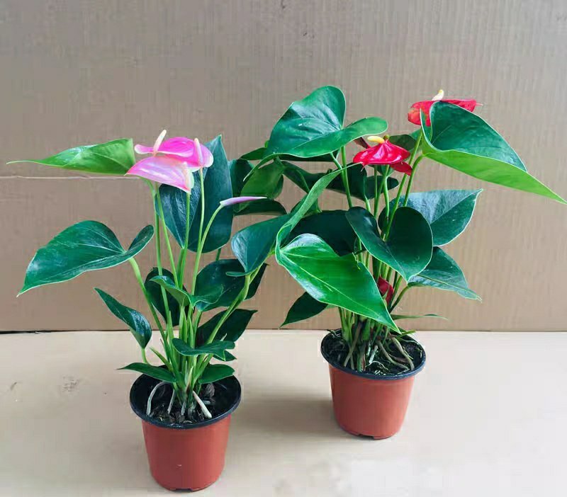 精选白掌粉掌红掌盆栽带花发货火鹤苗一帆风顺室内景观植物