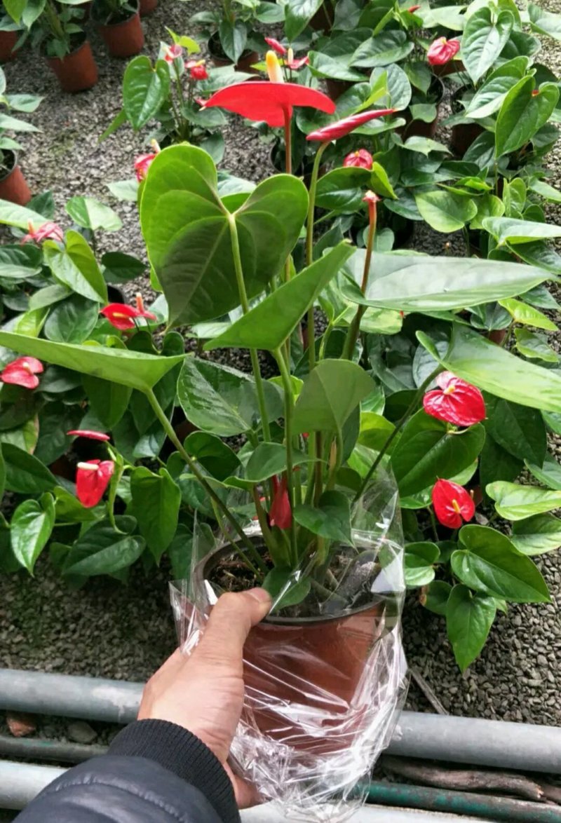 精选白掌粉掌红掌盆栽带花发货火鹤苗一帆风顺室内景观植物