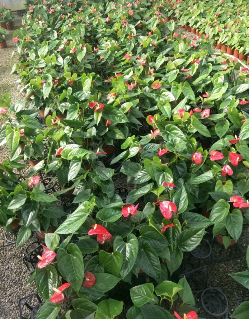 精选白掌粉掌红掌盆栽带花发货火鹤苗一帆风顺室内景观植物