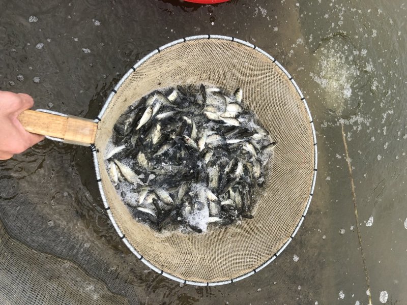 鲈鱼苗优品种苗渔场直供鱼苗量大从优价格实惠