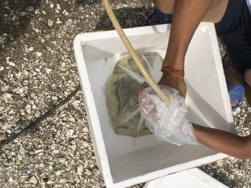 鲈鱼苗优品种苗渔场直供鱼苗量大从优价格实惠