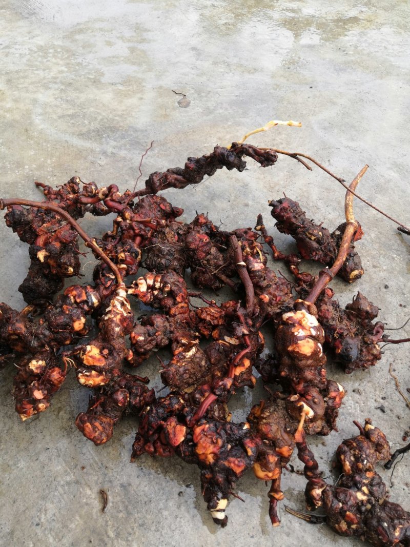 老板你要的土伏苓在这里