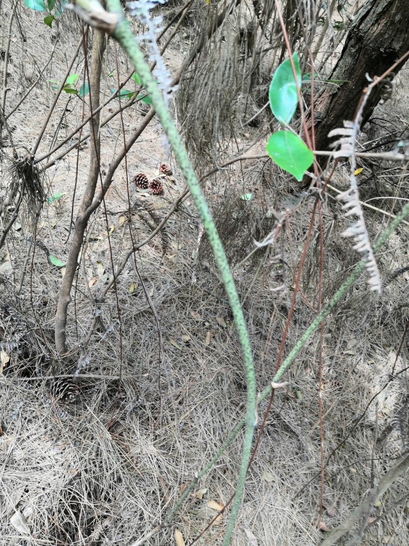 老板你要的土伏苓在这里