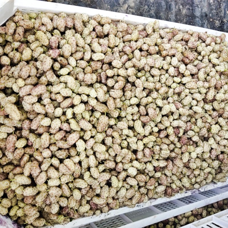桑葚大量上市