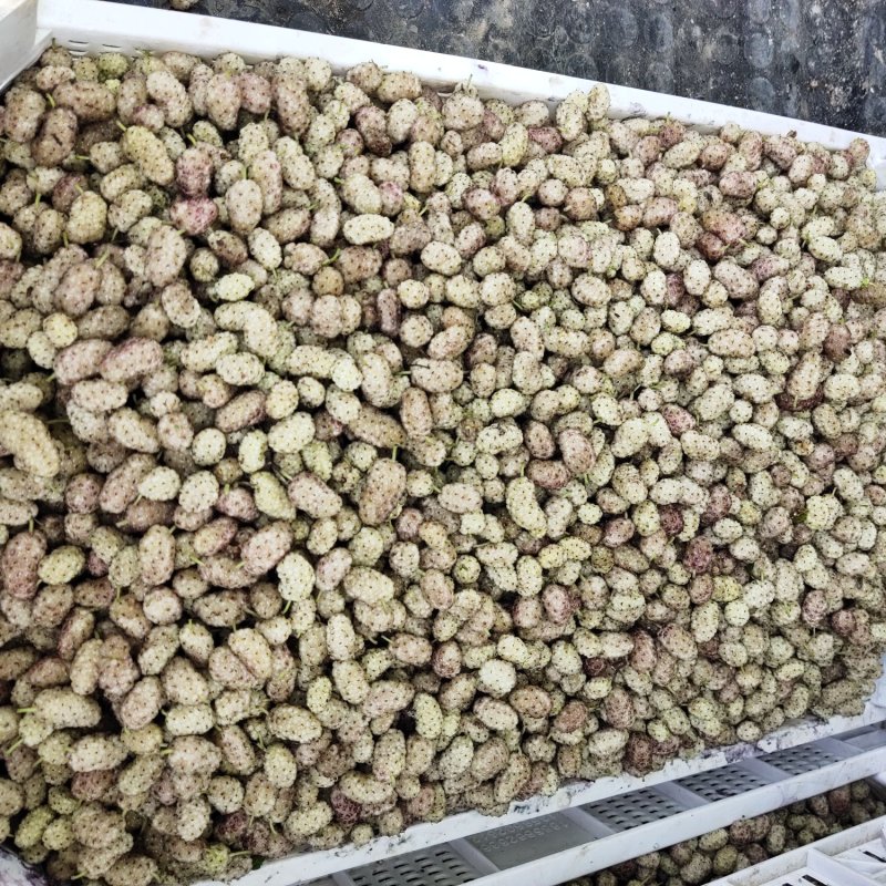 桑葚大量上市