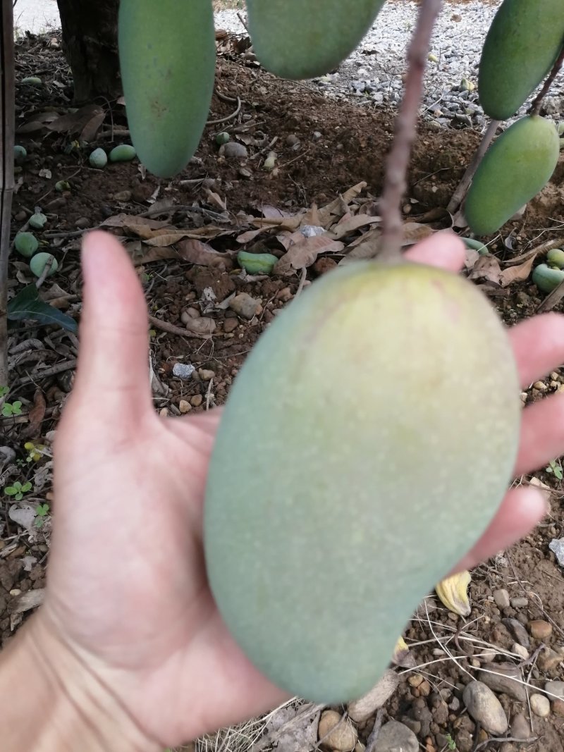 广西百色金煌芒果，货量充足，质量保证，支持全国发货