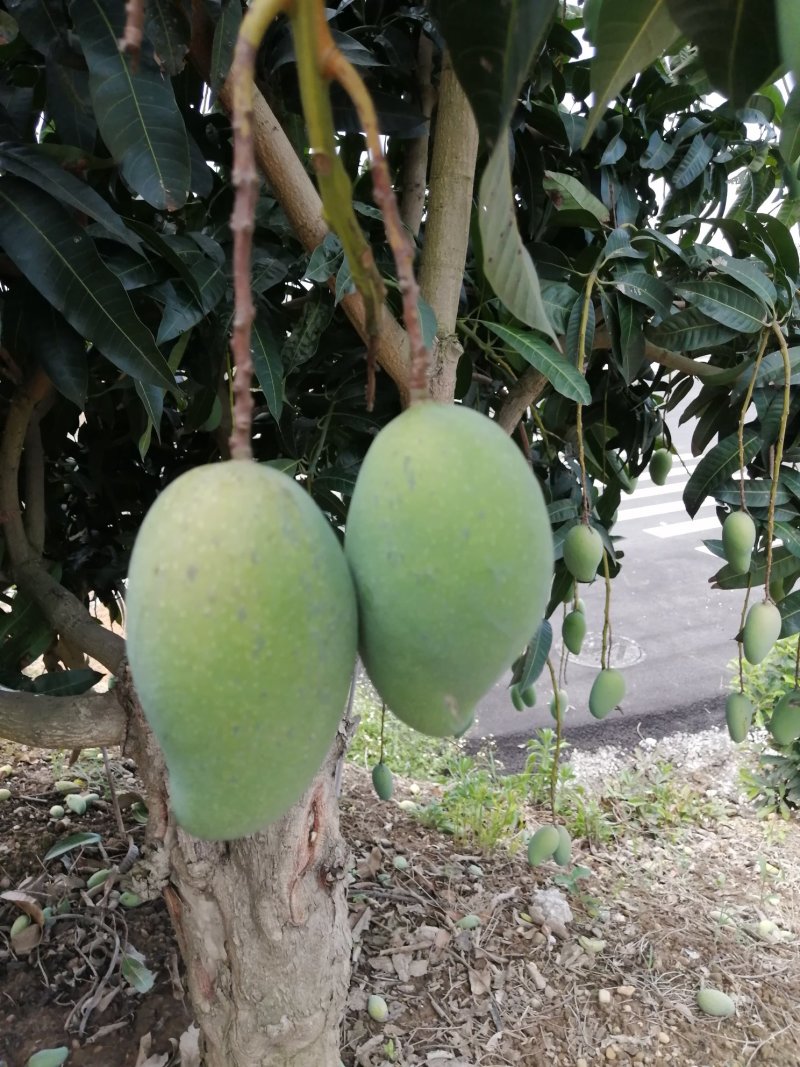 广西百色金煌芒果，货量充足，质量保证，支持全国发货