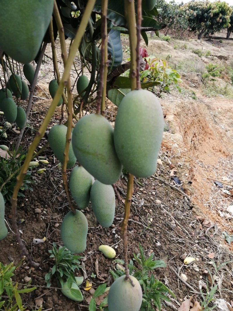 广西百色金煌芒果，货量充足，质量保证，支持全国发货