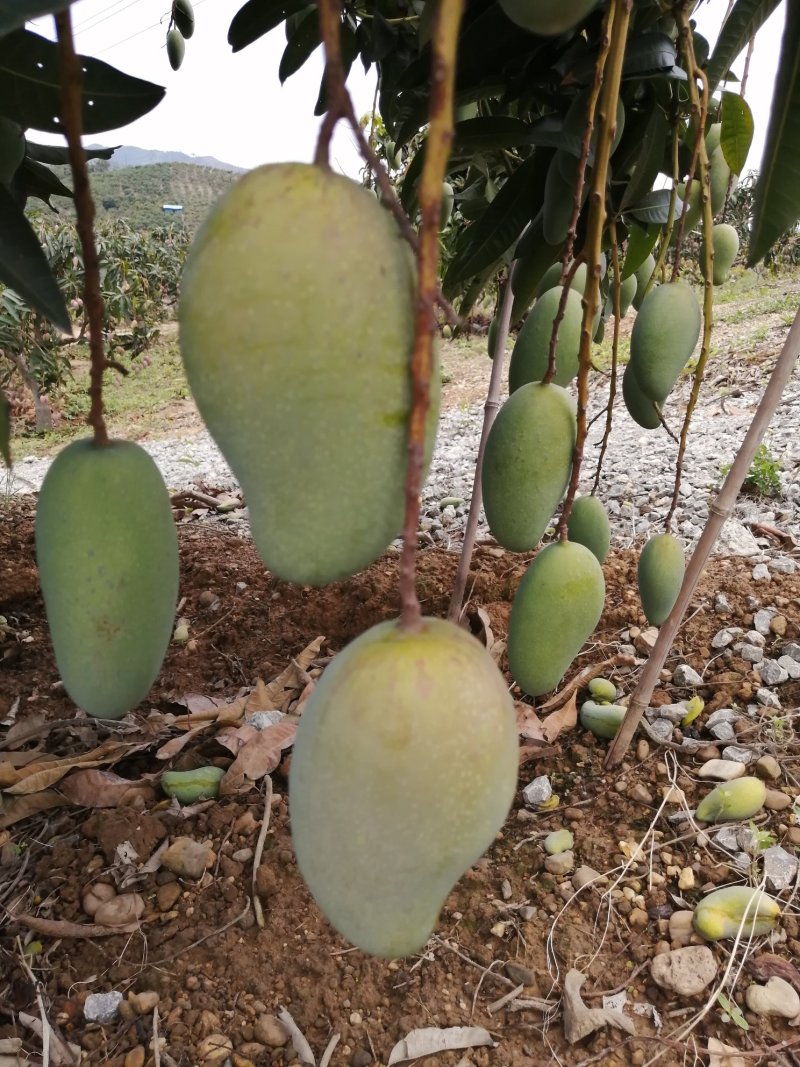 广西百色金煌芒果，货量充足，质量保证，支持全国发货