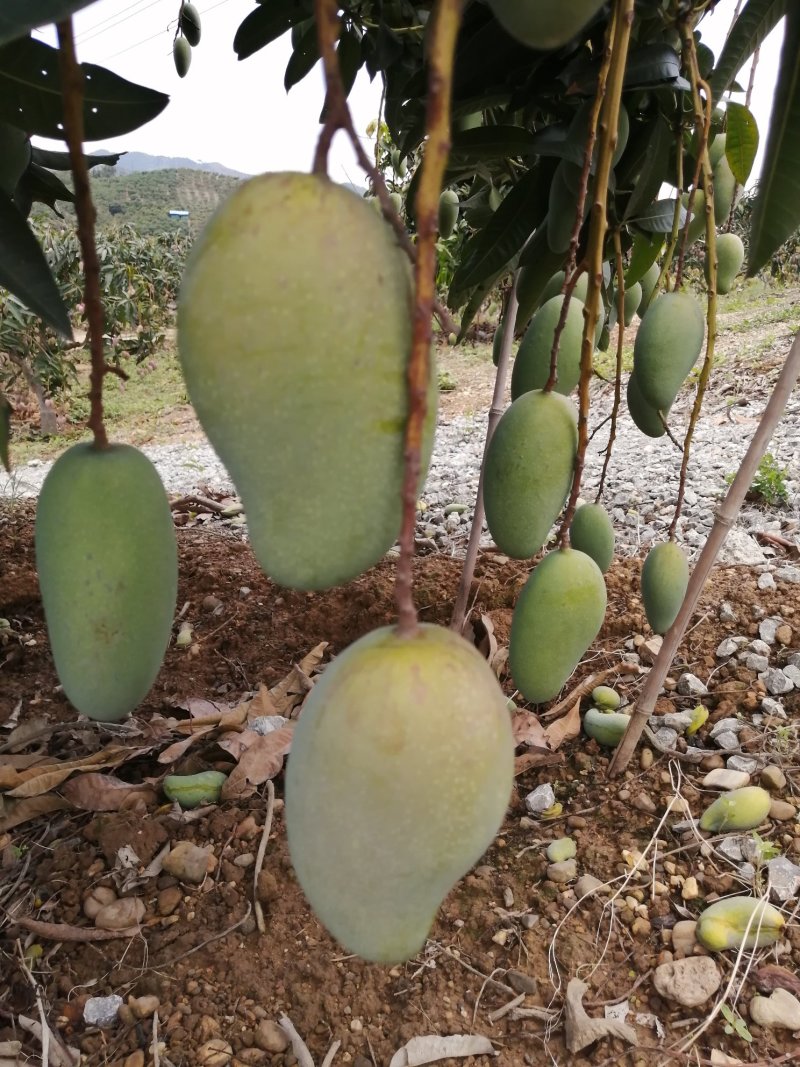 广西百色金煌芒果，货量充足，质量保证，支持全国发货