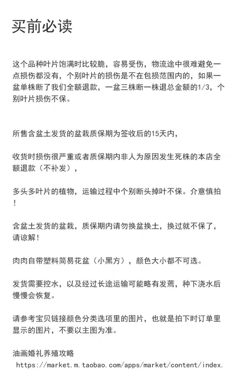 油画婚礼吊兰锦口红吊兰垂吊吸甲醛米兰盆栽净化空气室