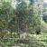 普洱茶布朗山生态茶气足耐泡乔木茶品质保障欢迎选购