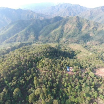 普洱茶云南西双版纳曼松王子山2021春茶