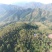 普洱茶云南西双版纳曼松王子山2021春茶
