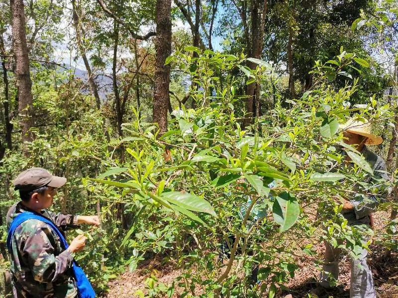 普洱茶云南西双版纳曼松王子山2021春茶