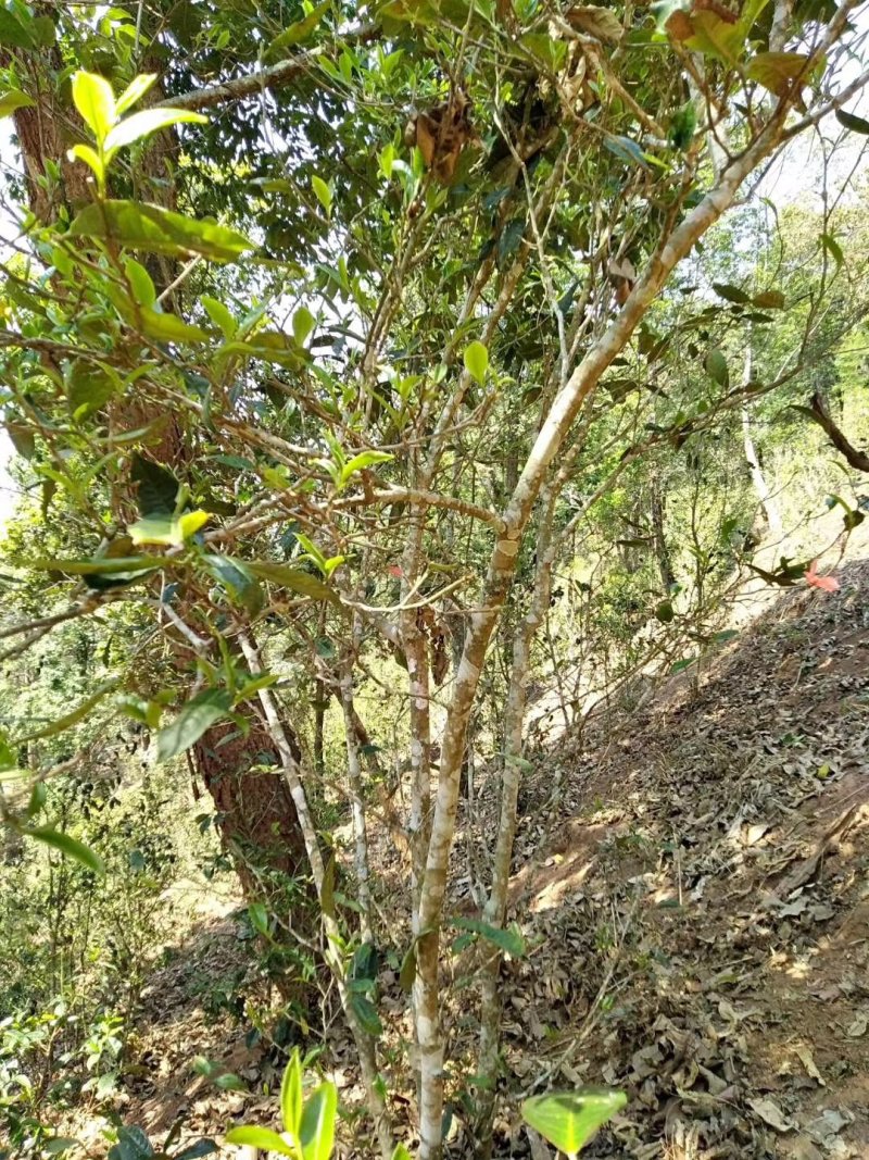 普洱茶云南西双版纳曼松王子山2021春茶