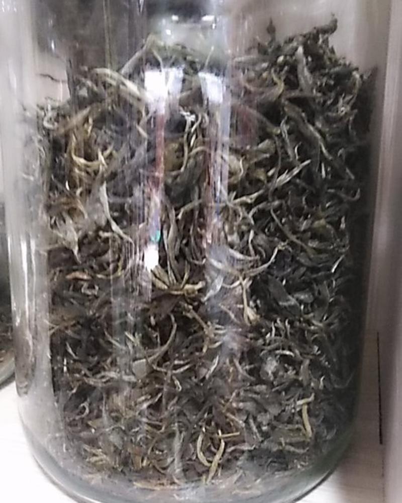 普洱茶布朗山生态茶气足耐泡乔木茶品质保障欢迎选购