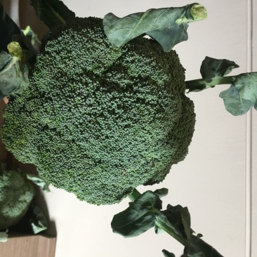 小米粒耐寒西兰花种子春秋种植花粒