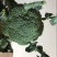 小米粒耐寒西兰花种子春秋种植花粒