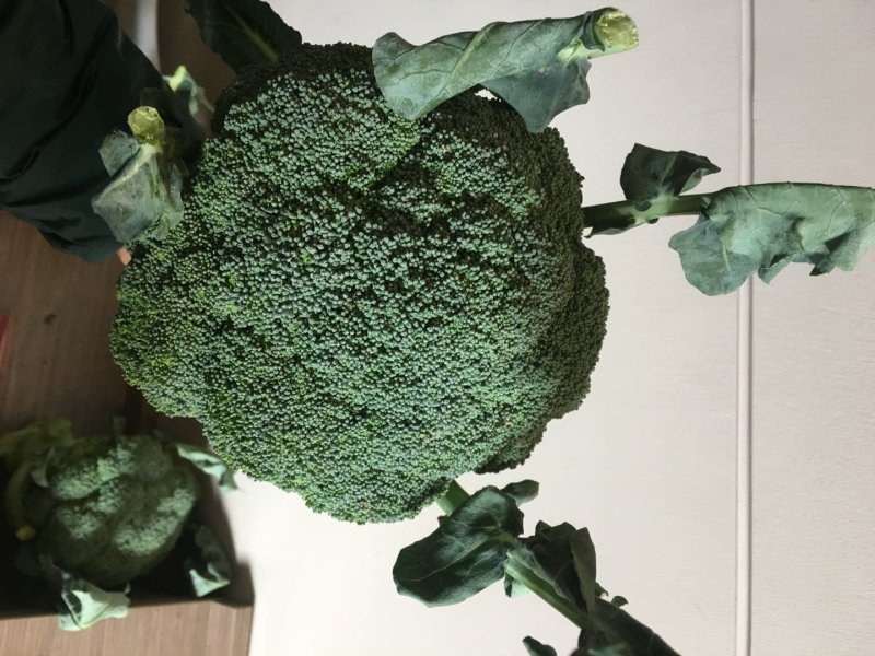 小米粒耐寒西兰花种子春秋种植花粒