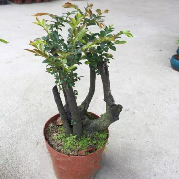 小叶紫檀盆景树桩植物花卉办公室绿植黑骨茶苗镇宅避邪耐寒盆