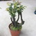 小叶紫檀盆景树桩植物花卉办公室绿植黑骨茶苗镇宅避邪耐寒盆