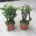 小叶紫檀盆景树桩植物花卉办公室绿植黑骨茶苗镇宅避邪耐寒盆
