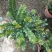 小叶紫檀盆景树桩植物花卉办公室绿植黑骨茶苗镇宅避邪耐寒盆