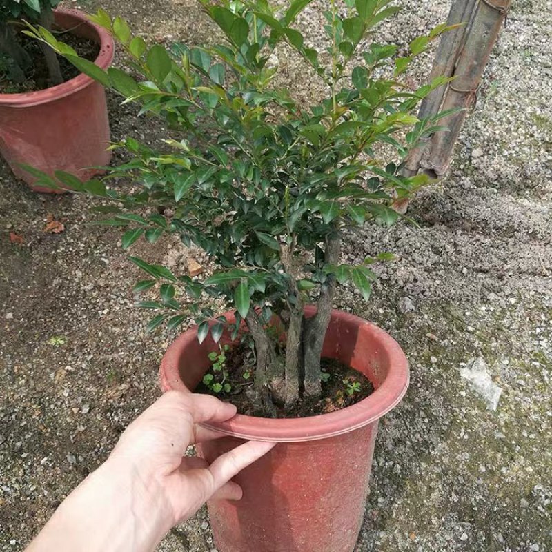 小叶紫檀盆景树桩植物花卉办公室绿植黑骨茶苗镇宅避邪耐寒盆