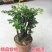 小叶紫檀盆景树桩植物花卉办公室绿植黑骨茶苗镇宅避邪耐寒盆