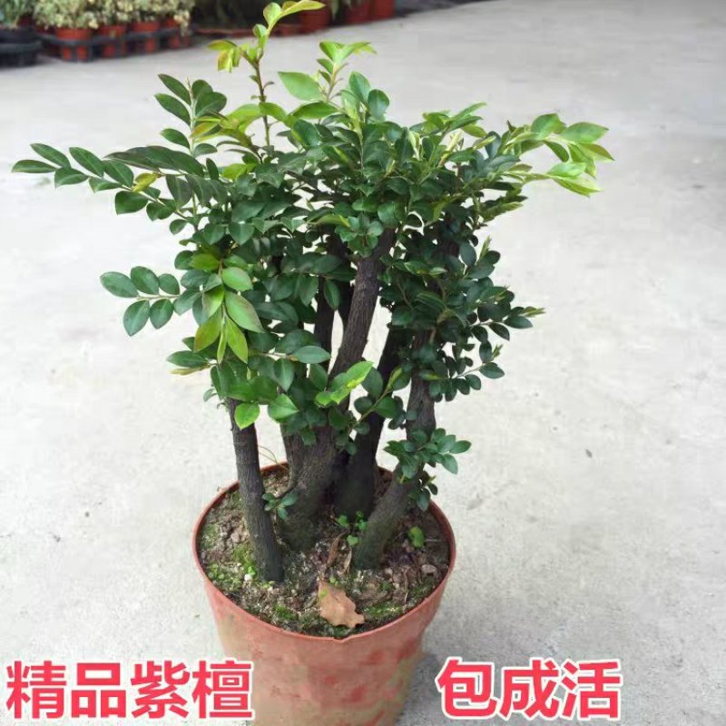 小叶紫檀盆景树桩植物花卉办公室绿植黑骨茶苗镇宅避邪耐寒盆