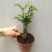 小叶紫檀盆景树桩植物花卉办公室绿植黑骨茶苗镇宅避邪耐寒盆