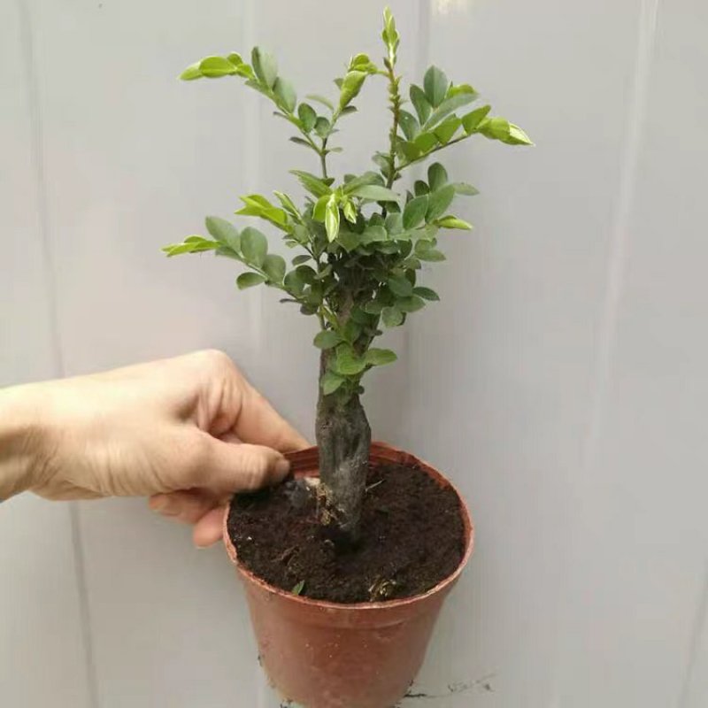 小叶紫檀盆景树桩植物花卉办公室绿植黑骨茶苗镇宅避邪耐寒盆