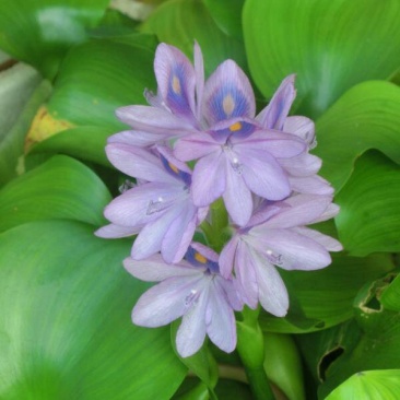 水葫芦水芙蓉水浮萍水白菜是水产养殖育等，根系发达可做种子