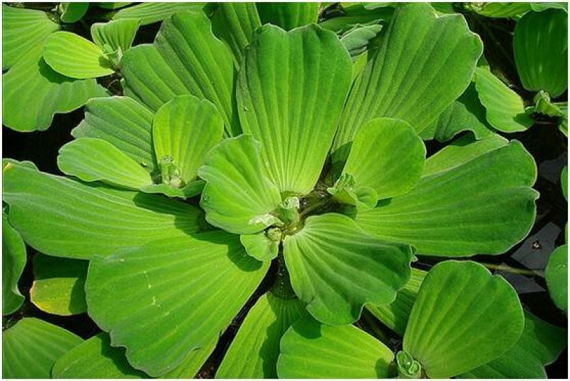 水芙蓉水葫芦水白菜是水产育苗养鱼养虾等，根系发达可以种子
