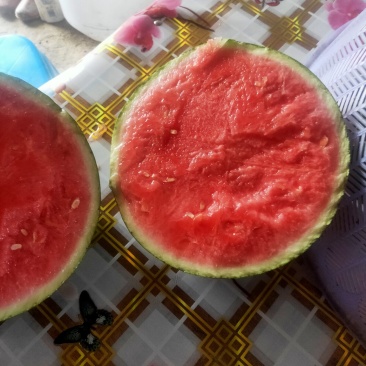 精品美都西瓜无籽,六到十二,精品果形,口感脆甜全国发货